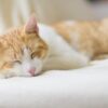 Animals Reportedly Found Dead in Decomposing House: Seek Justice