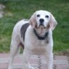 Dog Allegedly Stabbed During Violent Outburst: Call for Accountability