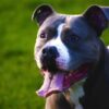 Reform Cruel, Expensive Ban on XL Bully Dogs