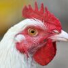 Sweetgreen: Stop Dooming Chickens to Live in Torturous Conditions on Factory Farms