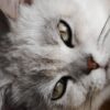 Dozens of Animals Reportedly Found Dead and Starving Deserve Justice