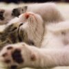 Cat Allegedly Drowned in Tub Deserves Justice