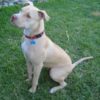 Emaciated Pit Bull Mix Allegedly Abandoned on Porch: Demand Prosecution