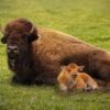 Save Grazing Grounds of America’s Mammals
