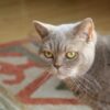 Teenager Allegedly Used Dog to Kill Multiple Cats: Demand Justice