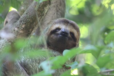 Justice for Sloths Allegedly Left Dying in Filthy Conditions - Animal ...