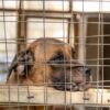 Success: Justice Delivered for Slain Shelter Dog