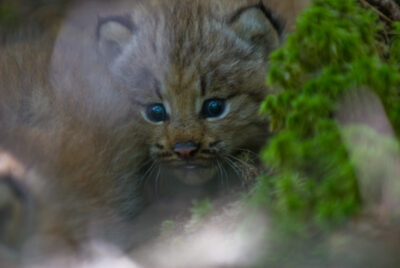 Kittens Reportedly Abandoned in Sealed Grocery Bag: Demand Criminal ...