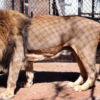 Protect Captive Lions Who Are Getting Exploited for Profit
