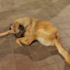 Hundreds of Dogs Allegedly Poisoned and Buried: Demand Mass Crime Probe