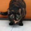 Iowa: Stop Letting Worst of the Worst Animal Abusers Go Free