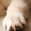 Justice for Coco, Family Dog Allegedly Slaughtered and Cooked
