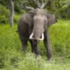Elephant Reportedly Driven to Collapse By Heat and Exhaustion: Demand Accountability