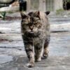 Animals Reportedly Found Dead and Starving on Property: Demand Felony Prosecution