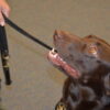 Dogs Reportedly Found in Extreme Squalor Alongside Trapped Child: Take Action
