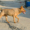 Brutal Animal Cruelty Cases Demand Reform