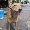 Stray Dog Allegedly Beaten to Death With Iron Rod: Demand Prosecution