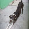 Community Dog Allegedly Burned With Acid: Demand Justice