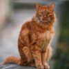 Cats Allegedly Left Starving in Vacant Apartment: Demand Maximum Penalties