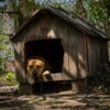 Kennel Dogs Allegedly Starved and Beaten: Demand Felony Prosecution
