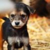 Puppy Allegedly Thrown From Seventh-Floor Balcony: Demand Prosecution