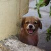 Community Dog Allegedly Killed at Worksite: Demand Truth and Justice