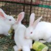 Dead and Starving Animals Reportedly Found on Property: Demand Maximum Punishment