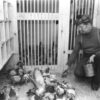 Rescue Racing Pigeons From Abuse, Exploitation, and Death