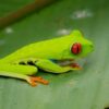 Stop Runaway Wild Animal Trade That Endangers Biodiversity