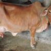 Cattle Seemingly Abused in Act Caught on CCTV Footage: Demand Strict Prosecution