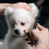 Grooming Dogs Apparently Punched and Twisted in Salon: Demand Felony Charges