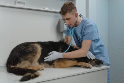 Animals Reportedly Found in Filthy Ammonia-filled Home: Demand Justice ...