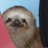 Sloths Reportedly Die in Cold Warehouse: Demand Justice