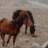 Horses Reportedly Found Starving, With Bones Visibly Protruding: Demand Prosecution