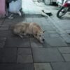 Stray Dog Allegedly Beaten to Death: Demand Justice