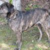 20 Dogs Allegedly Abandoned in Dark Home Without Water: Demand Prosecution