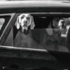 Dogs Allegedly Trapped in Sweltering Vehicle: Demand Maximum Penalties