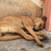 Stray Dog Allegedly Slashed With Knife: Demand Immediate Arrest