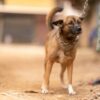 Dogs Allegedly Mutilated for Fundraising Scam: Demand Justice