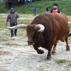 Prosecute Men Who Allegedly Thrashed Bulls to Drag Pillar