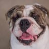 Justice for Pierre, a French Bulldog Reportedly Suffering Severe Breathing Issues Due to Abusive Breeding and Crate Confinement