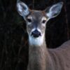 Prevent 1.7 Million Annual Animal Collisions and Protect Lives on America’s Roads