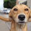 Stop the Extreme Cruelty of ‘Animal Crush Videos’