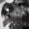 Protect Animals and Minors From Coercive Cruelty Schemes