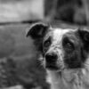 Animals Allegedly Left to Starve and Die in Apartment Deserve Justice