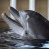 End Confinement of Dolphins in Tiny Tanks at “Swim-With-Dolphins” Attractions