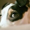 Dog Allegedly Thrown and Kicked on Camera: Demand Felony Prosecution