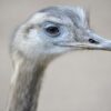 Justice For Adam the Emu Killed During Severe Hail Storm