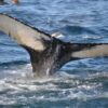Demand Justice for Timmy the Humpback Whale