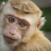 Protected Animals Allegedly Trapped and Mutilated: Demand Maximum Penalties